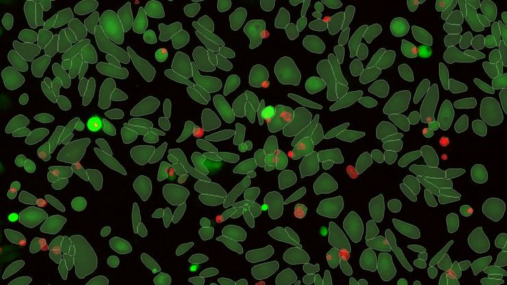 Live / Dead Assay analysis of U2OS cells treated with peroxide for 24 hours and imaged on Mica using a 10x HC PL Fluotar 10x/0.32 dry objective.