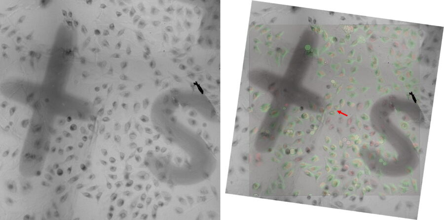 Left: Transmission light image of the block face imaged through the sapphire. Right: Overlay of the block face image with the corresponding fluorescence image from previous live imaging.