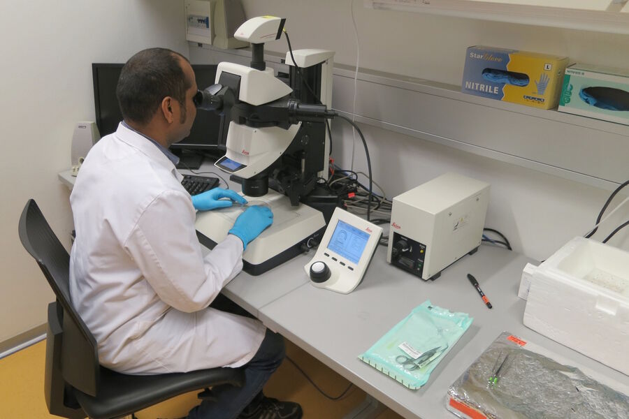 Figure 11: Analysis of fluorescent protein expressing mouse mammary tissue with the M205 FA fluorescence stereo microscope.