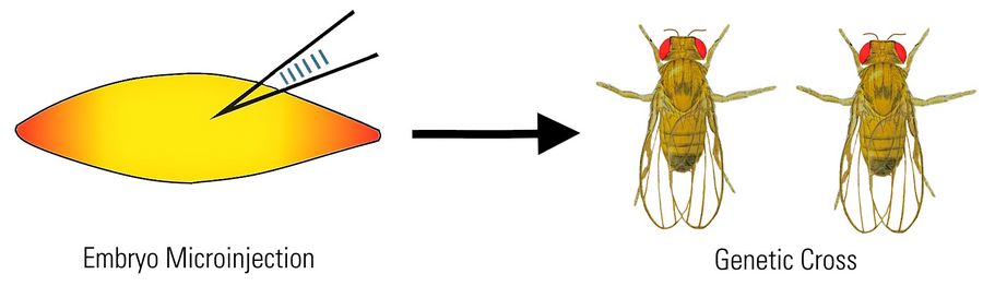 Schematic showing the microinjection of DNA into a Drosophila embryo.