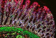 Normal colon imaged with Cell DIVE. 8 biomarkers are shown: CD20, CD4, CD31, SOX9, Vimentin, Ki67, Panck and SMA.