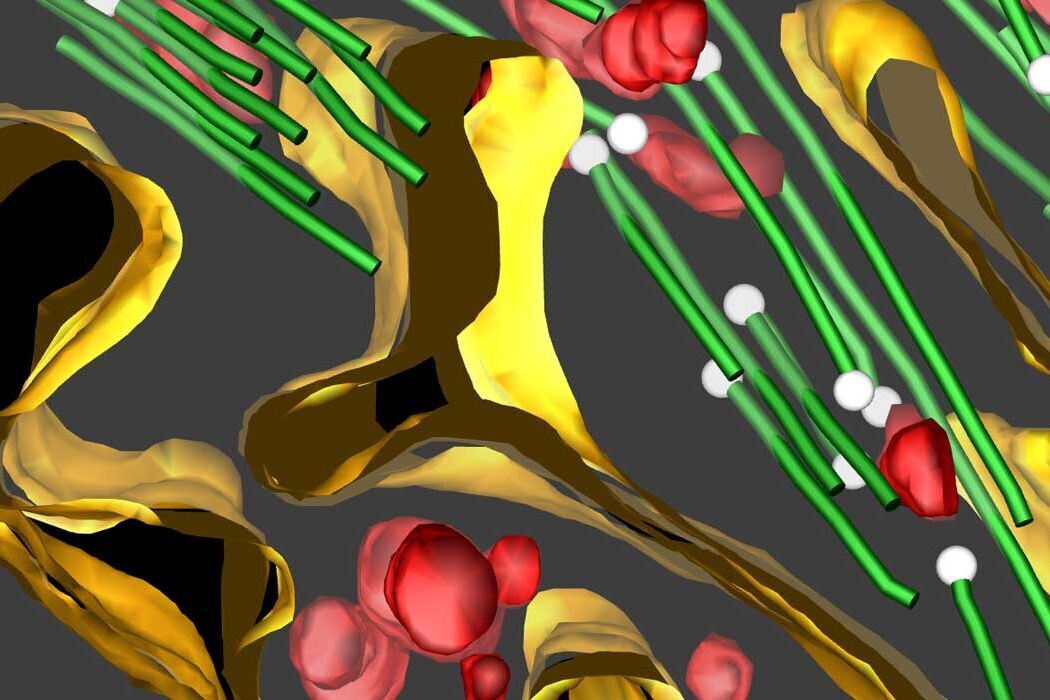 3D reconstruction of an intercellular bridge in a C. elegans embryo cryo-workflow-lp-mz.jpg