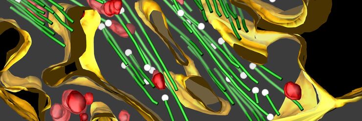 [Translate to chinese:] 3D reconstruction of an intercellular bridge in a C. elegans embryo