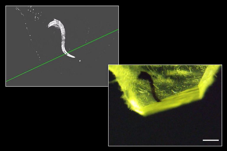 3D µCT scan data opened in the 3D Trim module of UC Enuity showing the defined plane (Left) and sample block after trimming (right). Scale bar: 500 μm.