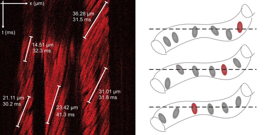 The blood cells travelled 0.8 mm/s on average.