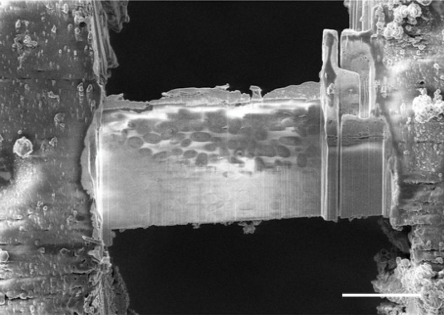 SEM image of a completed waffle lamella (with a notch mill on the right) showing several orientations of microsporidia spores. Scale bar: 10 µm.