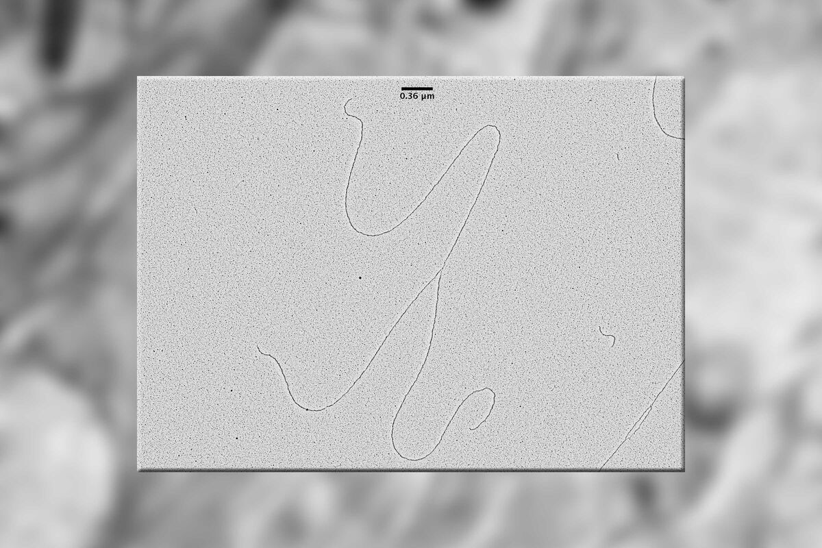 Visualization of DNA Molecules | Science Lab | Leica Microsystems visualization-of-dna-molecules-science-lab-leica-microsystems