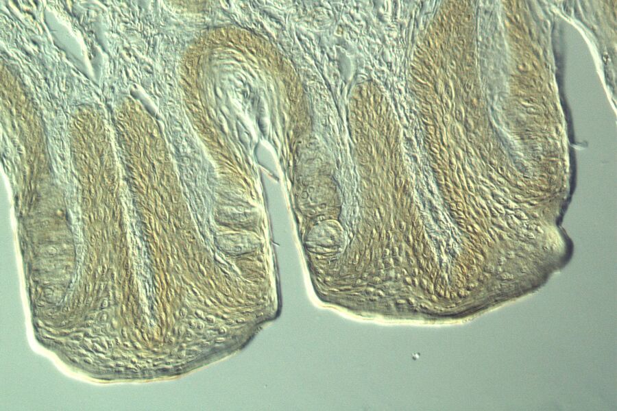 Section taste buds rabbit, differential interference contrast microscope