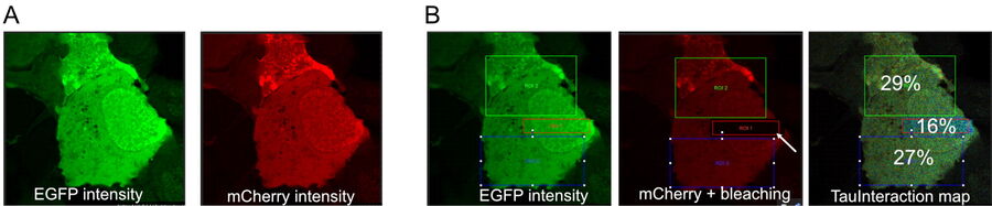 TauInteraction in living cells