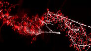 Raw widefield (left) and Computationally Cleared image (right) of mouse neuromuscular junctions acquired with a THUNDER Imager. Courtesy of A. Yung and M. Krasnow in California, USA.