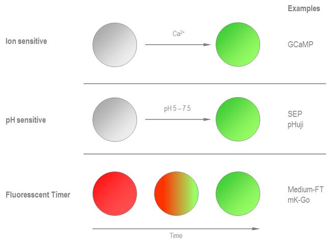 Ion sensitive fluorescent proteins+pH sensitive fluorescent proteins+Fluorescent Timers