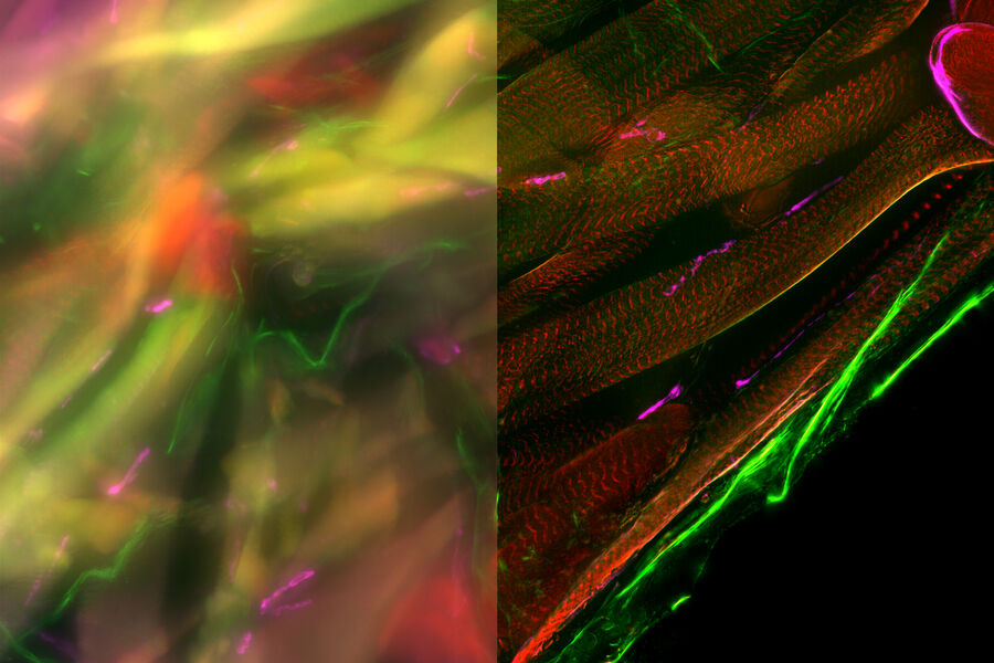 Drosophila third instar larval - THUNDER Imager Tissue