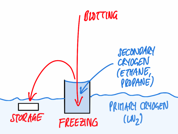 Freezing Em EM GP2 自動プランジ凍結装置 - アプリケーション | 製品紹介 | Leica Microsystems