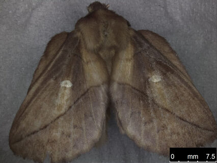Large overview picture of a moth