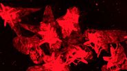 Fluorescence stereo microscope image of anesthetized Mediterranean fruit flies recorded with a M205 stereo microscope.