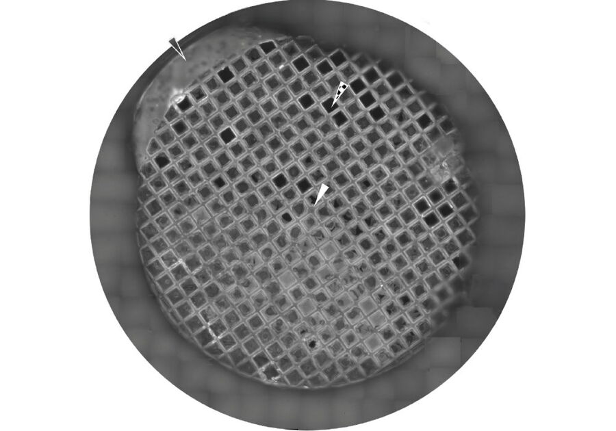 Mosaic of reflection images of a 3mm EM gold (Au) grid with holey 12 nm thick SiO2 (R 1.2/20, i.e. 1.2 μm holes with a spacing of 20 μm). HeLa cells were seeded and subsequently vitrified.