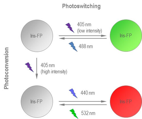 IrisFP combines photoconversion and photoswitching. The choice of the adequate trigger wavelength and intensity either switches between the fluorescent and non-fluorescent states or converts the protein’s emission from green to red wavelengths.