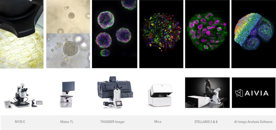 Figure 4: Organoids workflow integration of M125C - Mateo TL - THUNDER - Mica - STELLARIS - Aivia.