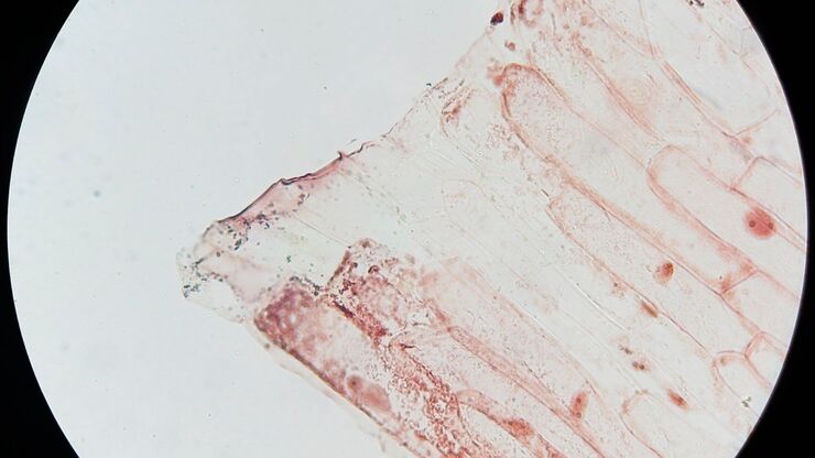 Onion flake acquired with a Leica DM100 compound microscope. Onion flake acquired with a Leica DM100 compound microscope.