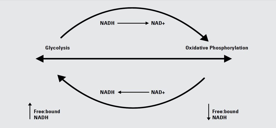 The configurational difference between free NADH and bound NADH impacts the fluorescence lifetime of NADH. Correlated with the redox status of the enzyme cofactor, the relative amount of free and bound NADH is a measure of cellular metabolic status along a spectrum from glycolysis to oxidative phosphorylation.