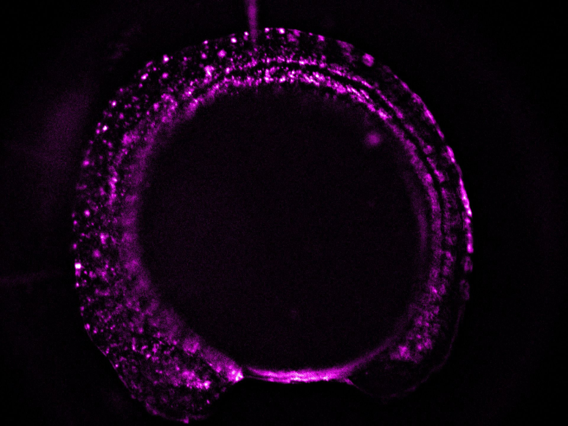 Zebrafish-embryo image captured using a THUNDER Imager Tissue and live instant computational clearing.