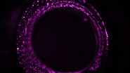 Zebrafish-embryo image captured using a THUNDER Imager Tissue and live instant computational clearing.