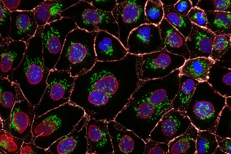 La figure montre une image THUNDER acquise avec la caméra CMOS scientifique K8 de cellules MDCK colorées avec Hoechst (bleu), Giantin Alexa 488 (vert), LaminB Alexa 555 (rouge) et Catenin Alexa 647 (gris). Échantillon fourni par Ralf Jacob, université de Marburg.