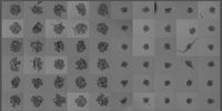 Formation of 3D spheroids from 1000 stably transfected MDCK MX1-GFP cells per well (left half) and 1000 U2OS cells per well (right half). Green; GFP, Gray; integrated modulation contrast. 60 hr time-lapse with 30 min intervals acquired using Mica.