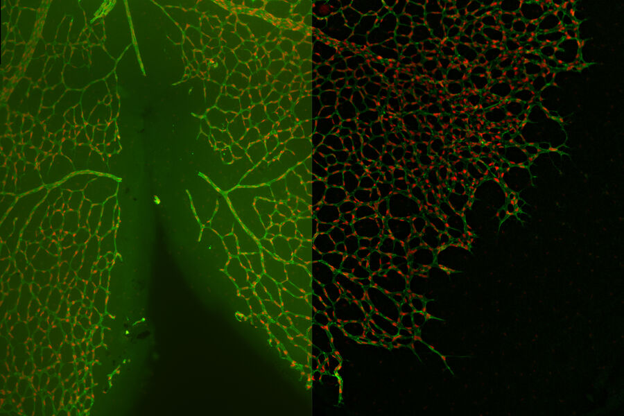 Retina Section - THUNDER Imager 3D Tissue