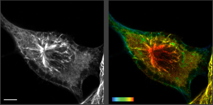 Intensitäts- und FLIM-Bild von U2OS-Zellen, die mit α-Tubulin (AF546) und Vimentin (AF555) immungefärbt wurden [1]. Der Maßstab ist 5 µm und der Farbbalken 0-3 ns.