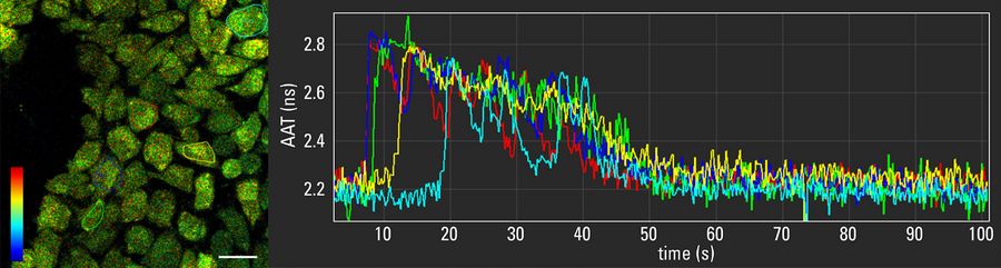 Calcium oscillations after mechanical stimulation in mammalian cells loaded with Oregon Green 488. The response in individual cells is recorded as a change in TauContrast. Time series acquired at 4.5 fps, TauContrast traces in different cells (ROI selected in different color). Image size: 256 x 256 pixels. Rainbow LUT (TauContrast): 0-4 ns.