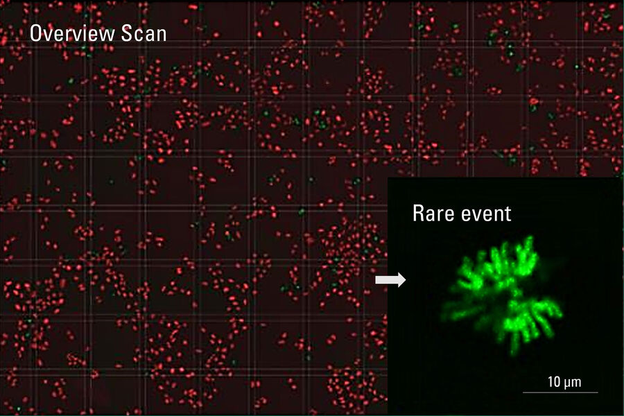 Fig 3: Images of cell mitosis 