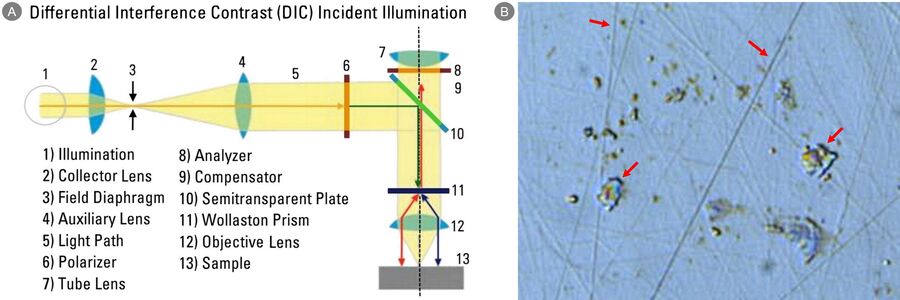 Schematic diagram for a microscope using differential interference contrast 