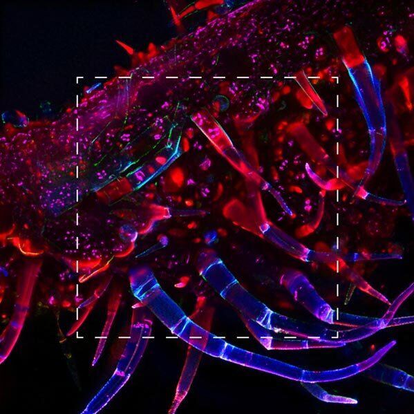 Comparison of traditional 16mm field of view (dotted line) versus 19mm field of view. Solenostemon scutellarioides leaf. Deconvolved autofluorescence. Image taken with a DFC9000 GT sCMOS camera on the DMi8 microscope.