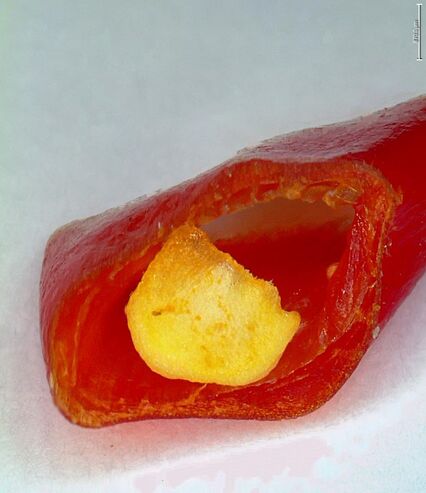 Chili pepper seed in tilted view