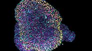 Single-plane image acquired 200 μm deep inside a cleared mouse gastruloid