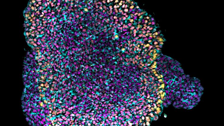 Single-plane image acquired 200 μm deep inside a cleared mouse gastruloid