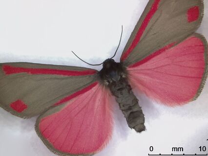 Full overview picture of Tyria Jacobaebae L. (male) or cinnabar moth