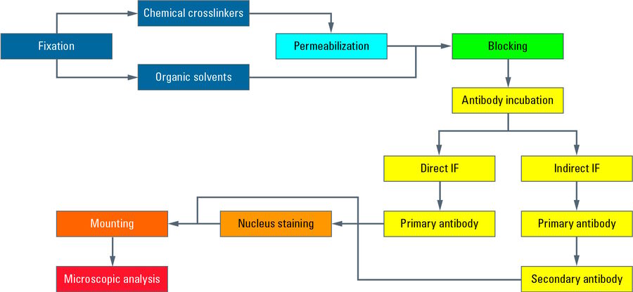 Flowchart of the entire procedure.