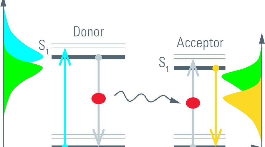 Abbildung 5: Die Energieübertragung in einem FRET-Paar. Lichtenergie, die einem Übergang im Donormolekül entspricht, wird absorbiert (blauer Pfeil).