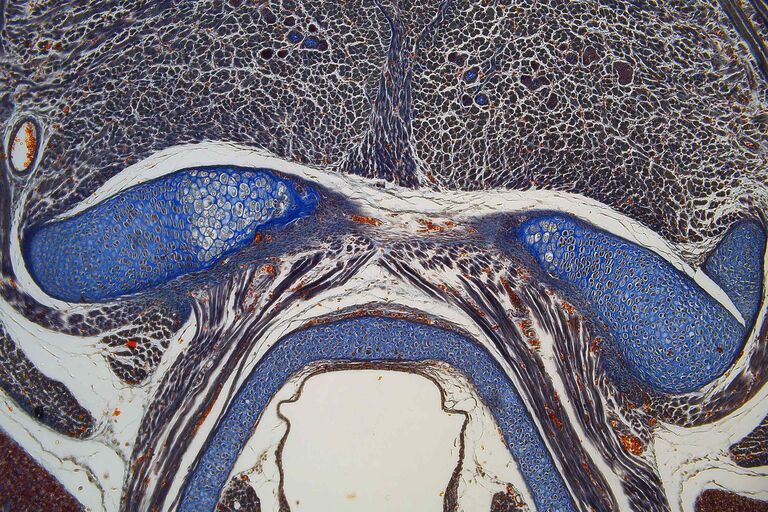固定されたマウス胚の中央部の拡大画像