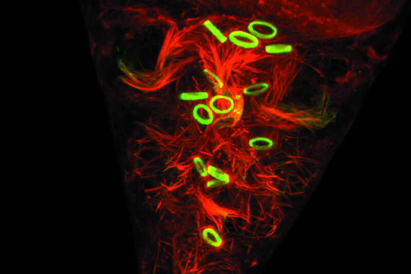 Drosophila embryo development