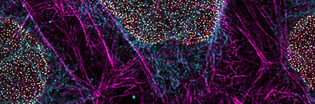 Super-resolution image of intracellular structures using a STELLARIS STED microscope and TauSTED Xtend. The magenta color shows actin filaments stained with ATTO 647N.