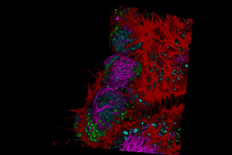 Live Cell Imaging Gallery | Learn & Share | Leica Microsystems