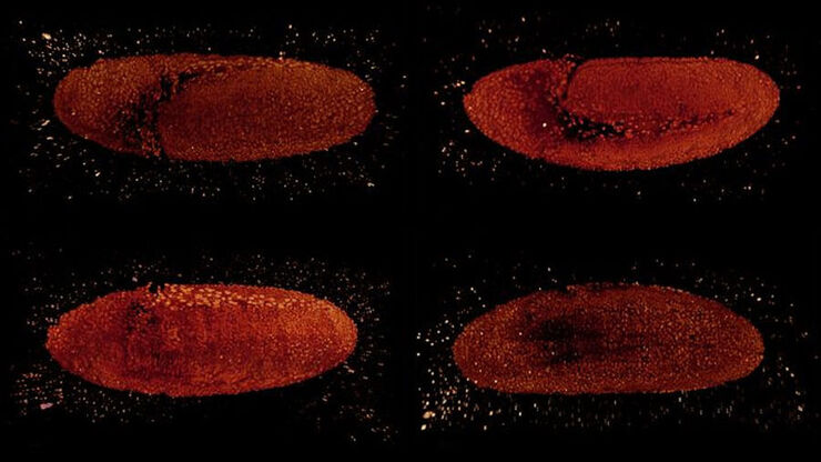 Drosophila embryo observed from different sides. Drosophila embryo observed from different sides. Images were acquired in the framework of the 2018 EMBO Lightsheet Course at MPI CBG in Dresden with expert support of Bruno Cossermelli Vellutini (MPI CBG), Pavel Tomancak (MPI CBG), and Emmanuel Reynaud (UCD).