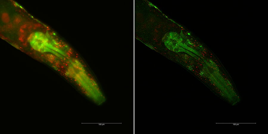 Macroscopic extended depth of field images of C. elegans