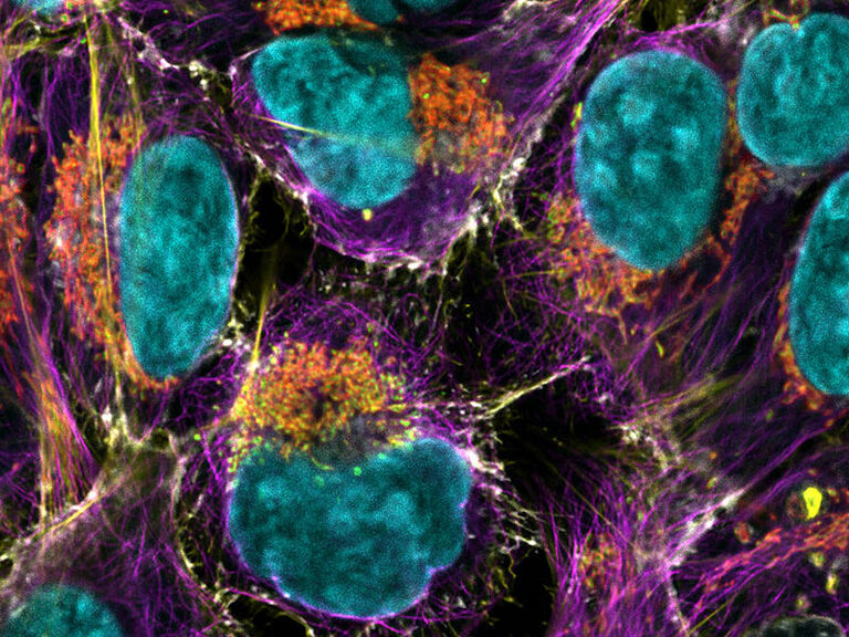 Células de mamíferos, 6 marcadores fluorescentes: membranas (blanco, CF405S, WGA), núcleos (cian, ADN SPY505), mitocondrias (verde, MitoTracker rojo), membrana exterior mitocondrial (rojo, AF750), tubulina (magenta, AF555), filamentos de actina (amarillo, SiR700).
