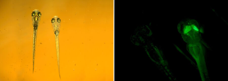 Wild type (left) and transgenic (right) zebrafish imaged with a Leica M165 FC using a Leica TL4000 base. The transgenic zebrafish is unpigmented and expresses a genetically encoded calcium indicator which induces green fluorescence.