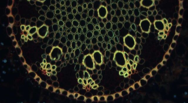 Convallaria (mughetto) visualizzata con fotocamera per microscopia DMC6200