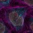 Superauflösungsbild von intrazellulären Strukturen mit einem STELLARIS STED-Mikroskop und TauSTED Xtend.